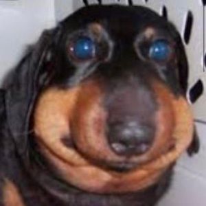 Meet your Posher, Walter